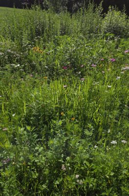 Sunlit meadow filled with tall green grasses and scattered wildflowers, including small pink, yellow, and white blooms, with dense shrubs and trees in the background.