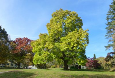 Large deciduous tree with bright green leaves standing in an open grassy yard under a clear blue sky, with houses and other trees showing early fall color in the background.