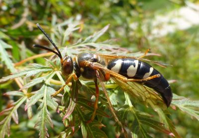 Large black-and-cream wasp perched on green, finely cut leaves in bright sunlight.