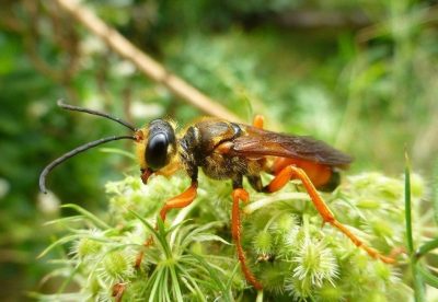 Great golden digger wasp with orange legs and a dark body standing on green, spiky flower clusters.