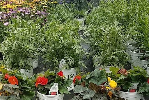 Rows of potted flowering plants in a greenhouse, with pink, red, orange, and yellow blooms in white nursery containers and taller green foliage behind them.