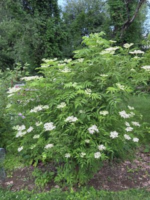 Large leafy shrub with clusters of small white flowers growing in a garden bed, with dense green trees in the background.