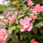 Pink roses in bloom fill the foreground beside a paved walkway, with green foliage and a blurred monument and buildings in the background.