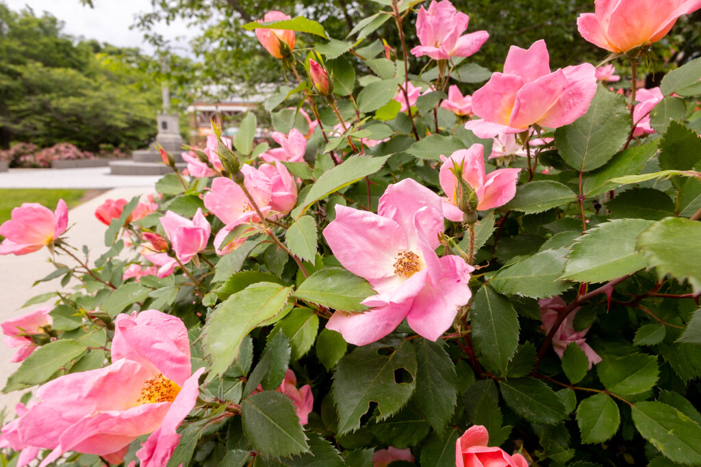 Pink roses in full bloom on a leafy shrub, with multiple open flowers and buds in a landscaped outdoor garden.