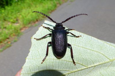 Close-up of a glossy black longhorn beetle with spiny, segmented antennae resting on a pale green leaf, with a blurred grassy path in the background.