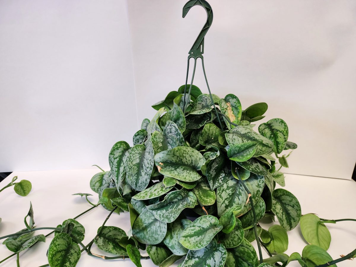 Hanging silver satin pothos plant with trailing, heart-shaped green leaves marbled with light gray, suspended from a plastic hook against a plain background.
