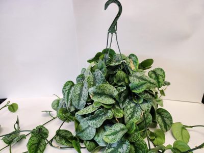 Hanging silver satin pothos plant with trailing, heart-shaped green leaves marbled with light gray, suspended from a plastic hook against a plain background.