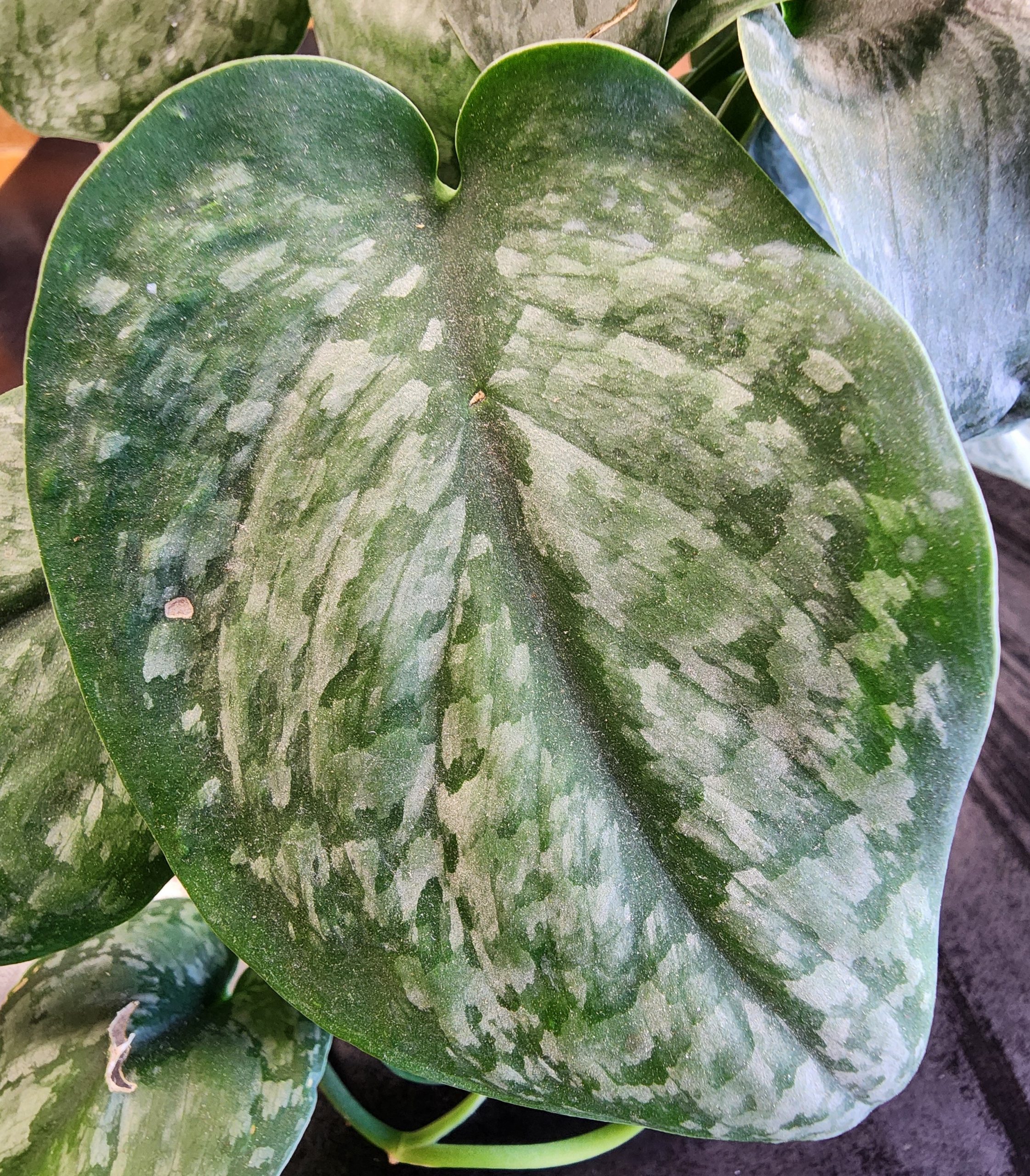 Close-up of a large, heart-shaped satin pothos leaf with a deep green center and silvery mottled patterns across the textured surface.