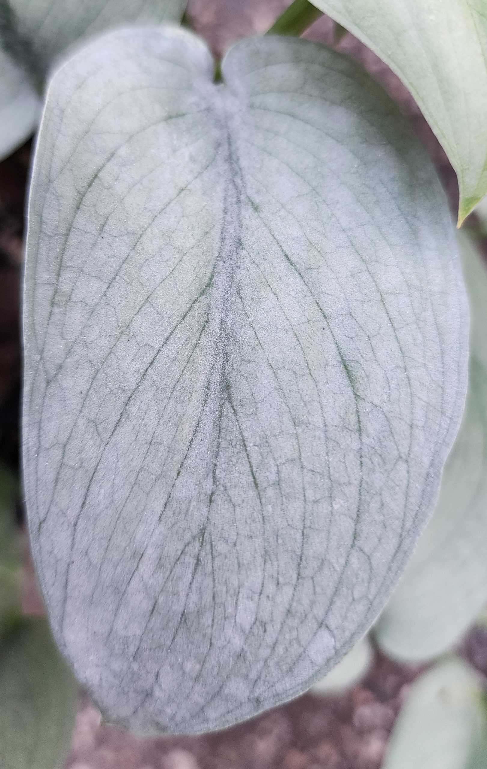 Close-up of a single silvery-green leaf with a soft, matte texture and visible dark veining running from the center to the edges.