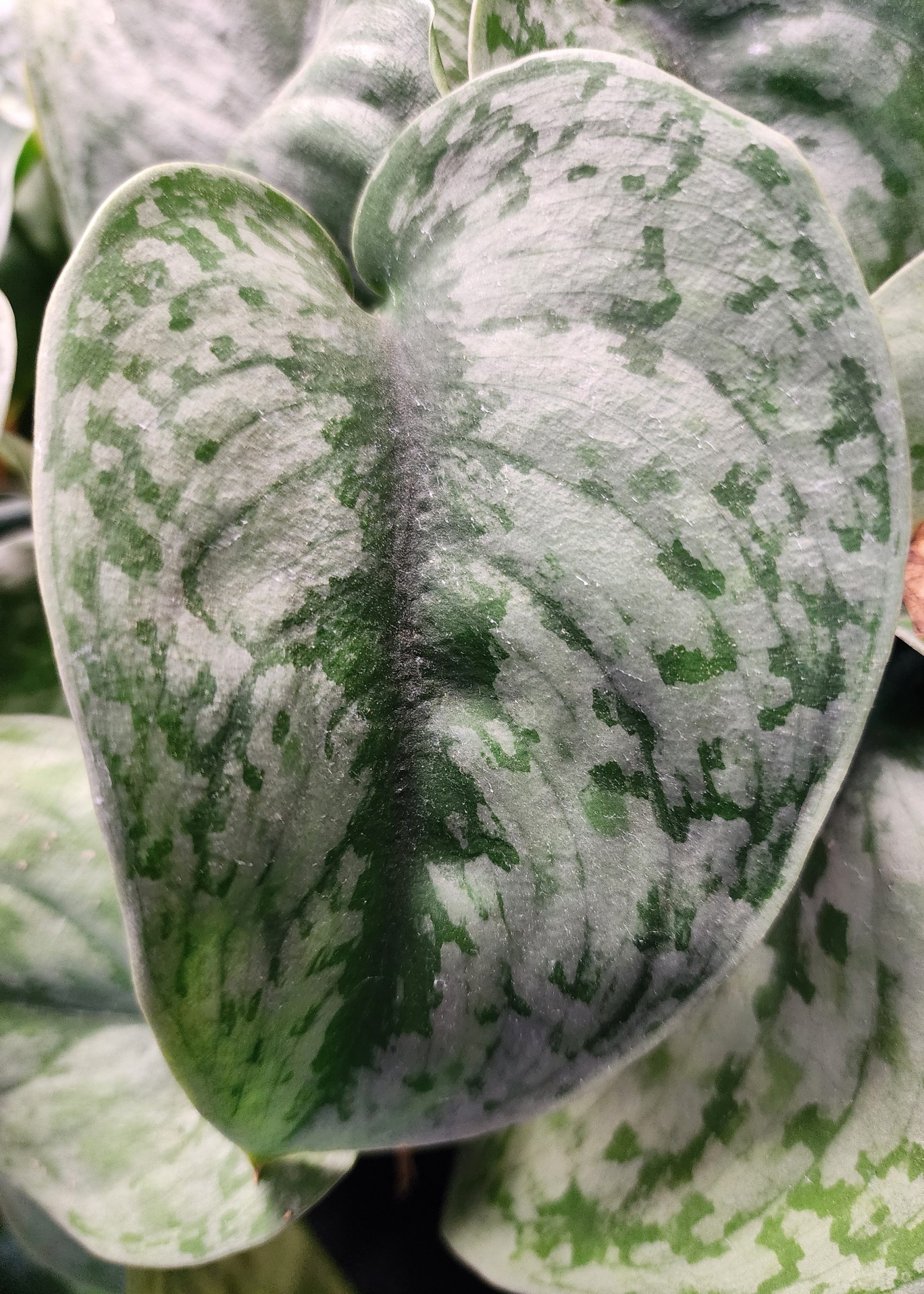 Close-up of a heart-shaped satin leaf with a silvery-green surface and dark green mottled patterns, showing a soft, velvety texture and central vein.