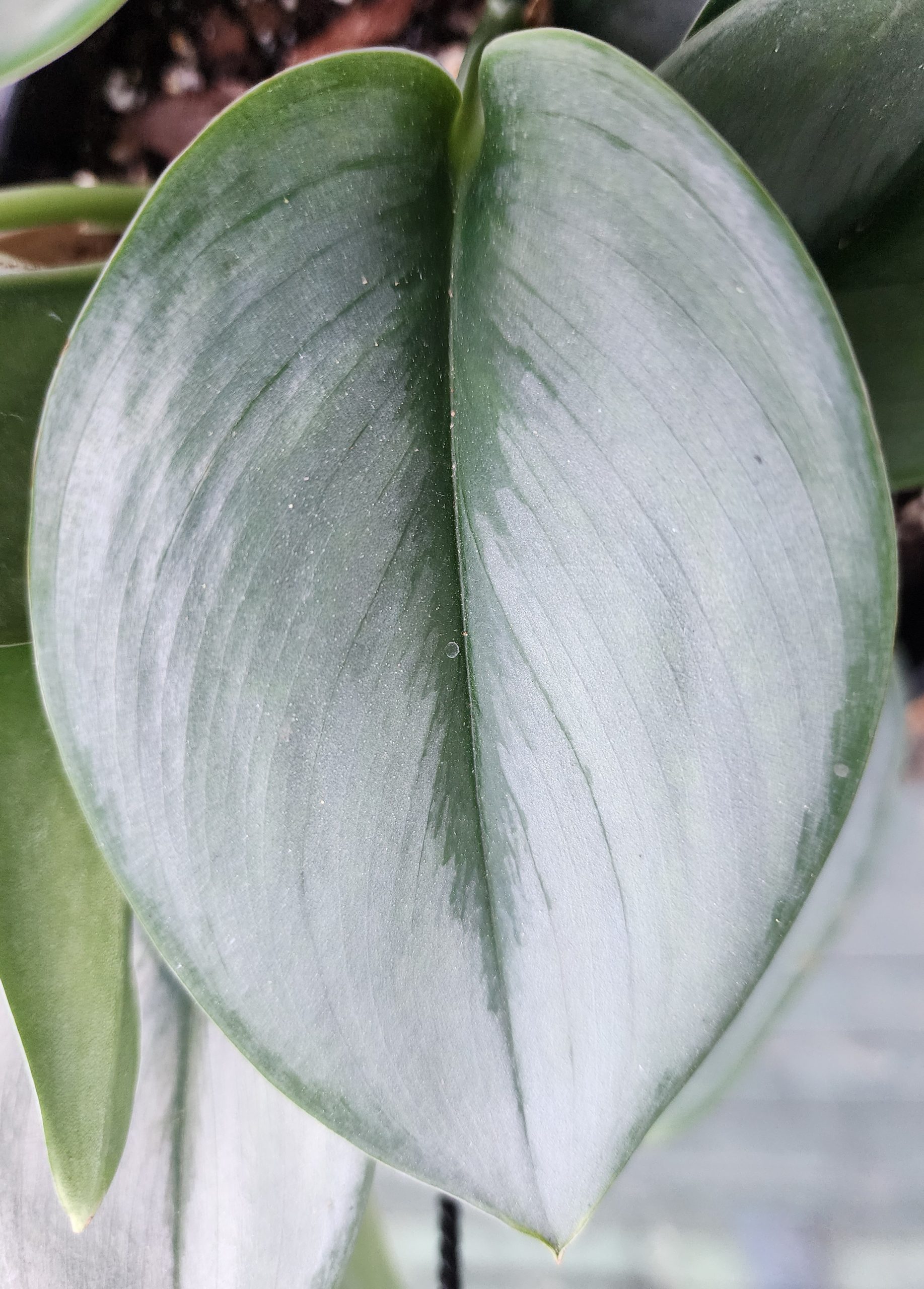 Close-up of a smooth, heart-shaped Scindapsus treubii ‘Moonlight’ leaf with a silvery-gray sheen and a darker green midrib running down the center.