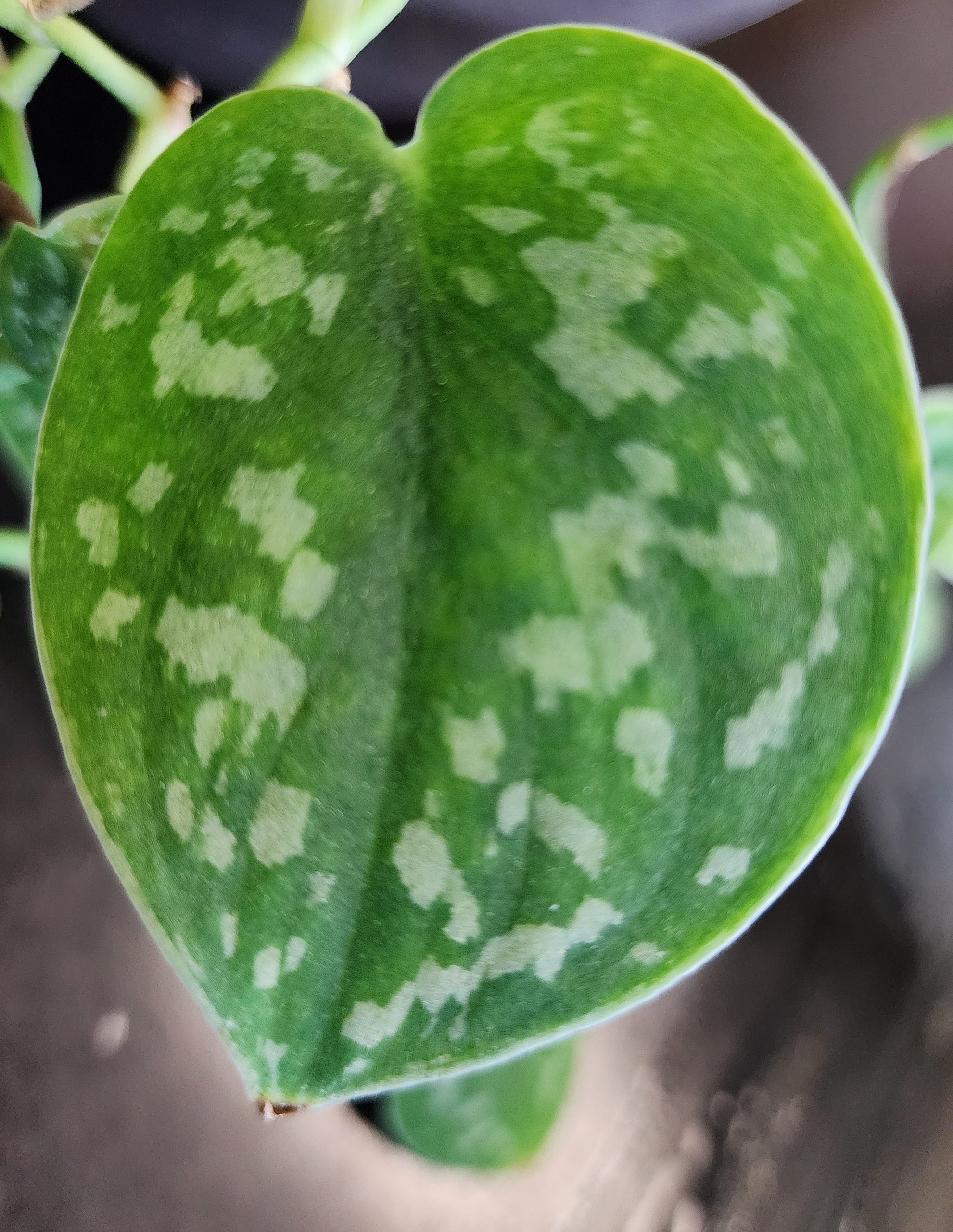 Close-up of a heart-shaped satin leaf with green coloring and irregular pale silver mottling across the surface.
