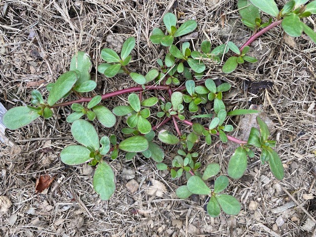 Low-growing plant with reddish stems and small, thick oval green leaves spreading across dry soil and mulch, resembling a common garden weed like purslane.