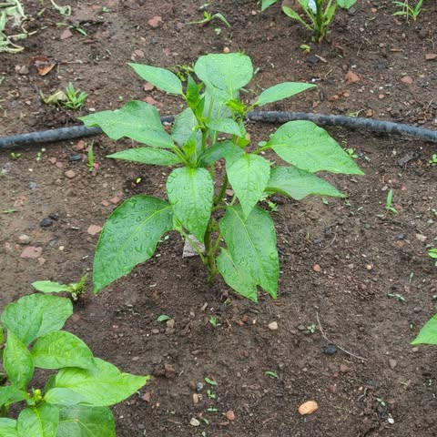 Pepper plant growing in a garden bed with a drip irrigation hose nearby.