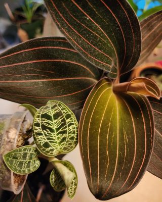 Close-up of jewel orchids with dark, velvety leaves and contrasting pink and white veining.