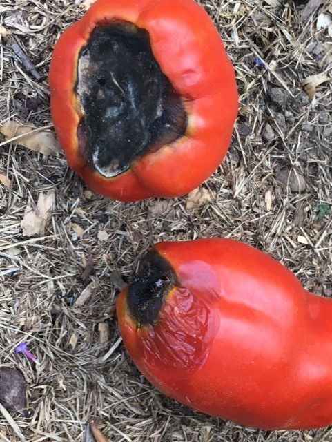 Ripe red tomatoes with sunken in black spots at the bottom
