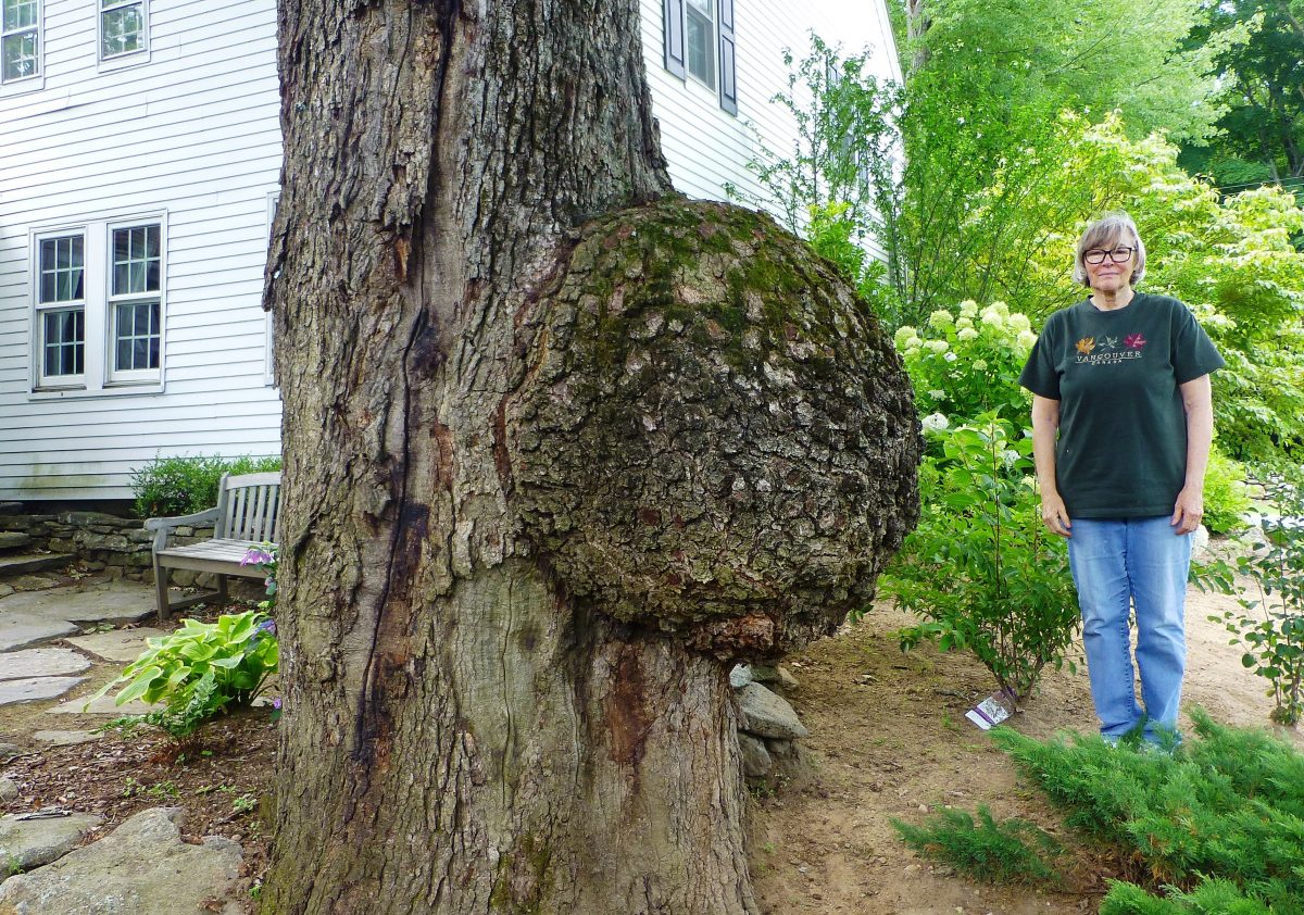 Large burl protruding from the trunk of an old sugar maple tree in a landscaped yard beside a white house. A person stands nearby for scale, highlighting the burl’s unusually large size and rough, moss-covered bark.