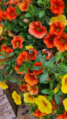 Orange and yellow flowers with green foliage, featuring a bumblebee resting on one of the blossoms.
