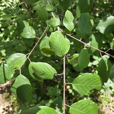 Green leafy branches with small black berries growing in dappled sunlight.
