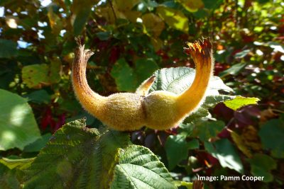 Curved hazelnut husk split into two horn-like sections, lit by sunlight and resting among large green leaves.