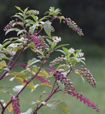 Leafy branches with long clusters of many dark pink berries. 