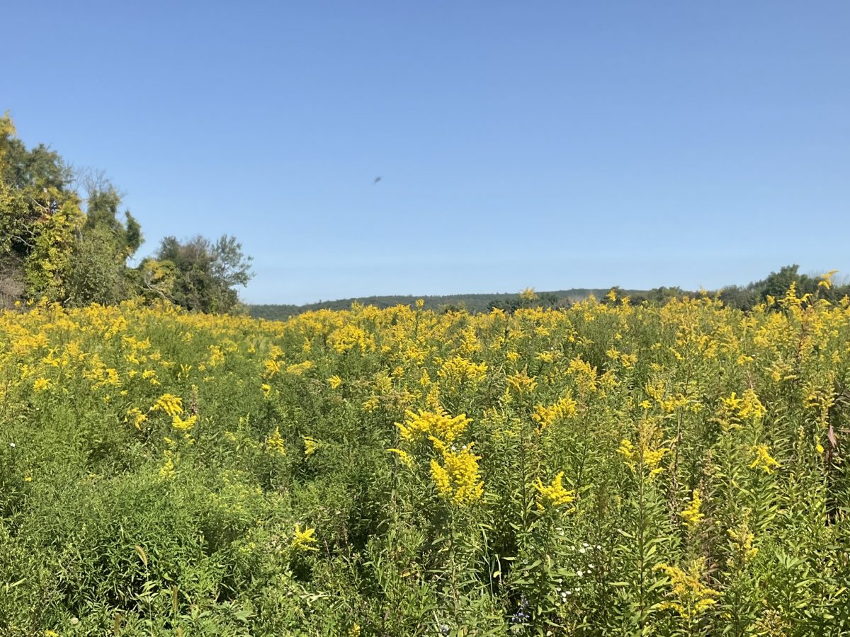 Wide meadow filled with tall yellow wildflowers under a clear blue sky, bordered by trees and distant low hills in the background.
