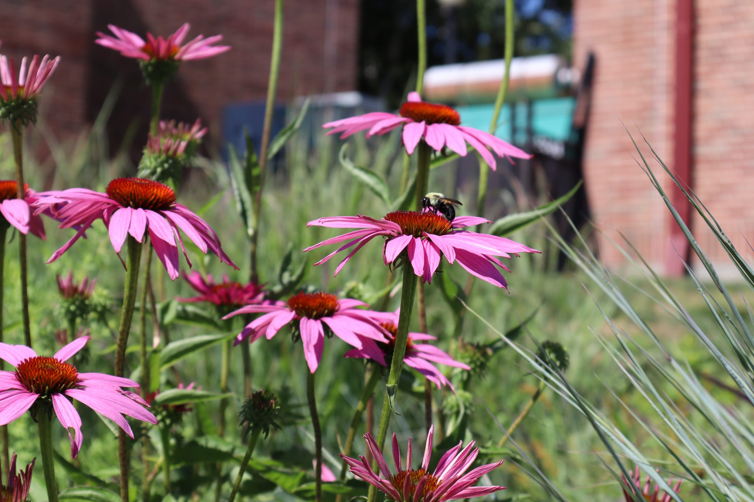 Pink coneflowers blooming in a garden, with a bumblebee perched on one flower and a softly blurred building in the background.