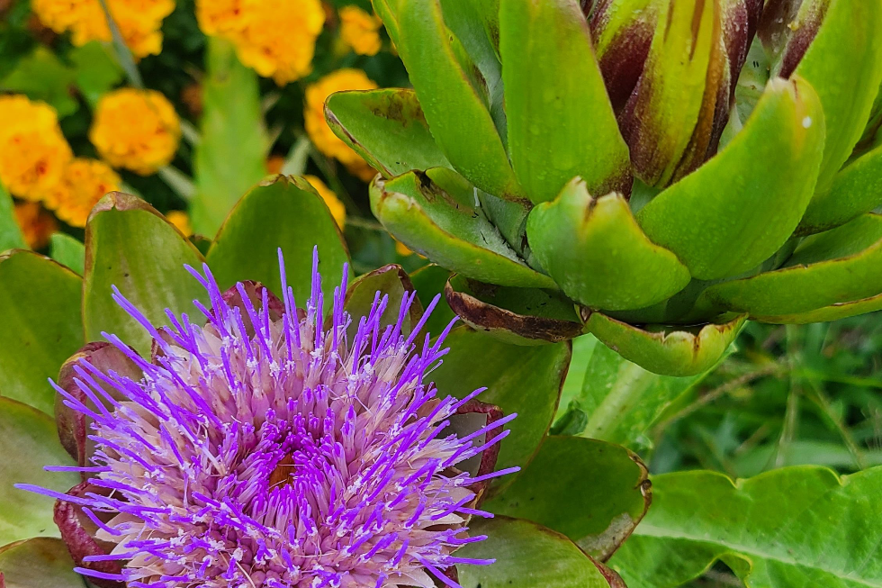Close-up of a purple artichoke flower in bloom, surrounded by thick green bracts and unopened buds. Bright yellow-orange flowers are softly blurred in the background, creating a colorful garden scene.