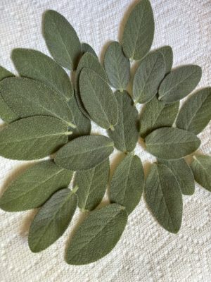 Fresh sage leaves arranged on a textured white cloth surface.