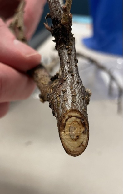 Close-up of a cut tree branch showing exposed wood rings and textured bark, held by a hand in an indoor setting.