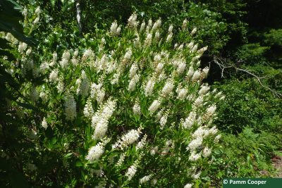 Large shrub covered in clusters of white flower spikes, surrounded by dense green foliage in a sunlit woodland setting.
