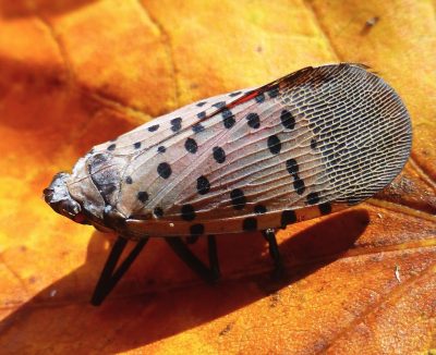Moth with grey wings with black spots on an orange leaf.