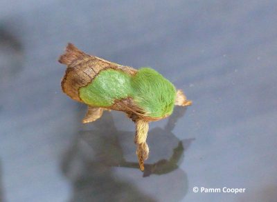 Bright green smaller parasa slug moth resting on a smooth surface, with fuzzy green wings and brown legs and markings.
