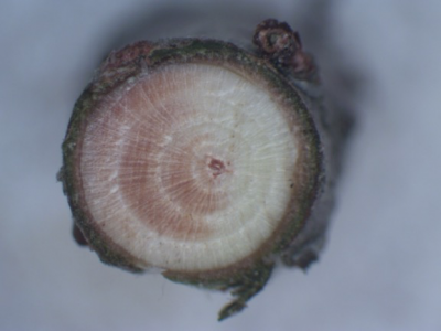 Close-up cross-section of a woody stem showing internal tissue discoloration and visible growth rings against a light background.