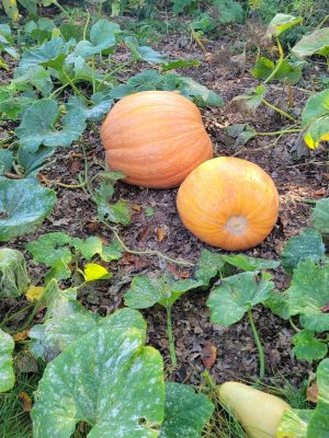 Pumpkins growing in a garden patch.