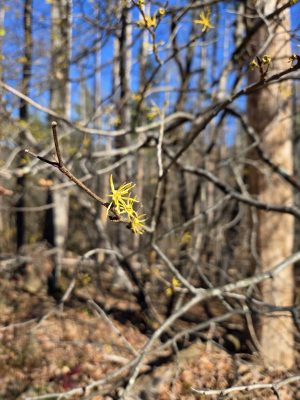 Yellow witch hazel flowers blooming on bare branches in a woodland setting.
