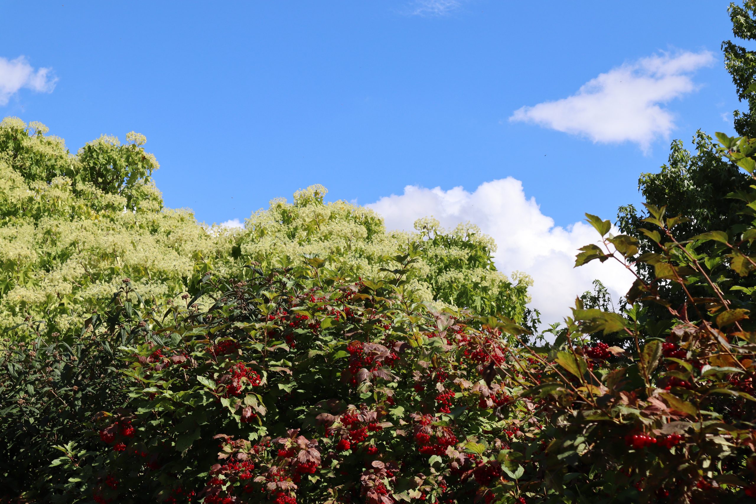 Green and full tree canopies against a blue sky with fluffy white clouds