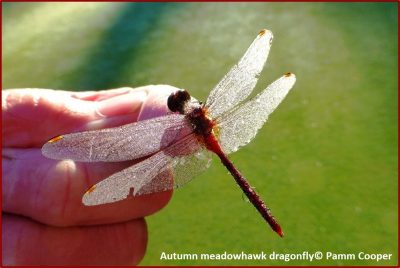 https://uwm.edu/field-station/bug-of-the-week/autumn-meadowhawk-dragonfly/