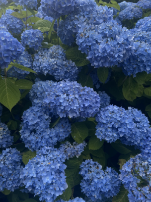 Clusters of vibrant blue hydrangea flowers densely packed among lush green leaves, filling the frame with layered blooms and foliage.