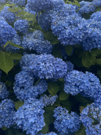 Clusters of vibrant blue hydrangea flowers densely packed among lush green leaves, filling the frame with layered blooms and foliage.