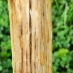 Close-up of a weathered wooden stem with natural grain and dark streaks against a blurred green background.