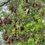 Dead brown leaves hanging from tree branches among green foliage.